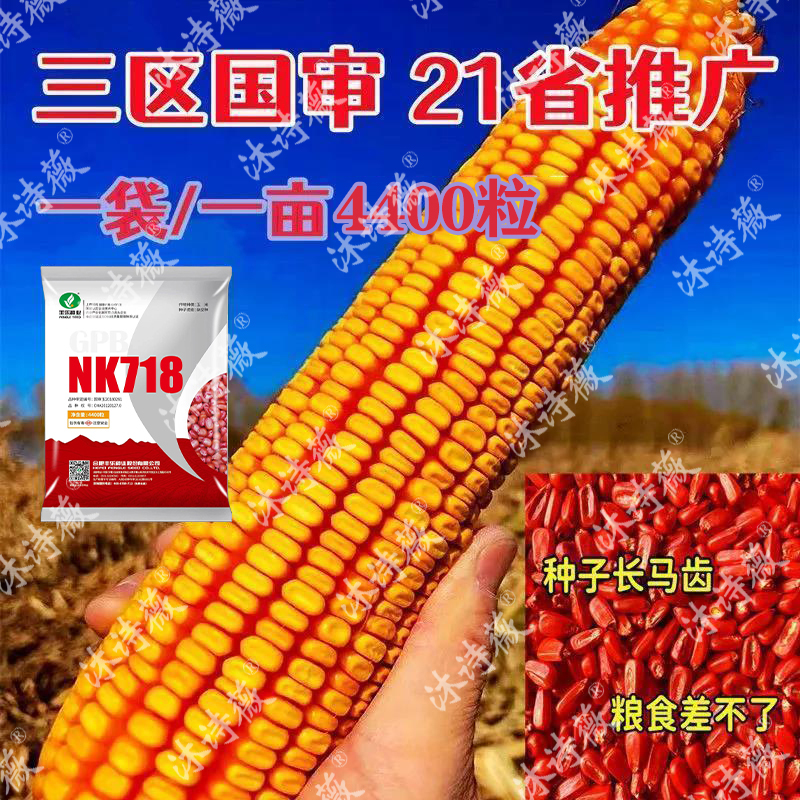 国审矮杆NK718玉米种子高产大田抗旱抗病抗倒伏南北方大棒王种子