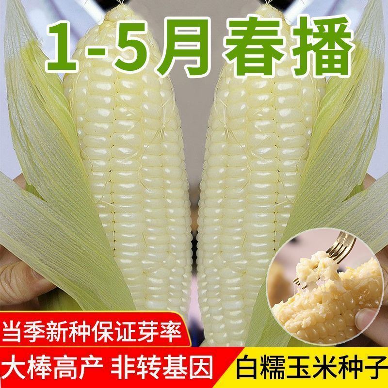 白檽甜玉米种子高产矮杆大棒四季播玉米非转基因超甜糯玉米种子