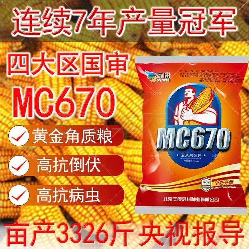 MC670高产玉米种子国审矮杆抗倒伏大棒抗病抗旱涝苞米种正品