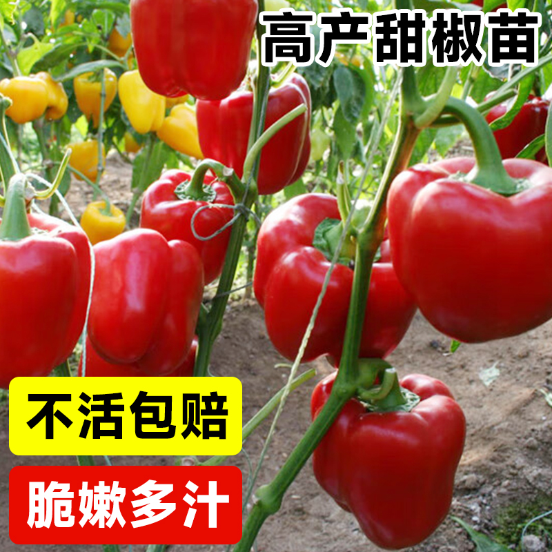 红色水果甜椒苗辣椒秧苗四季线椒种籽种子盆栽春季蔬菜苗种孑大全