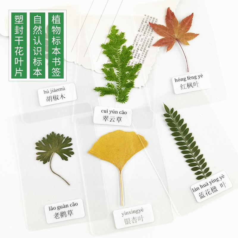 塑封树叶标本植物标本过塑真树叶贴画幼儿园认识叶子干花 带标签