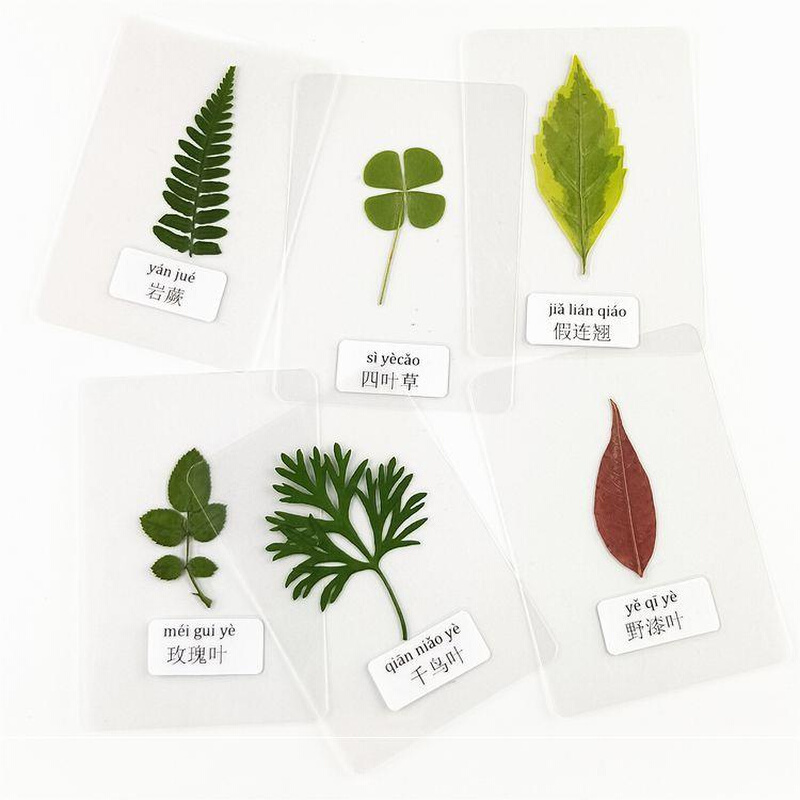 四叶草标本塑封标本植物过塑真树叶幼儿园学生认识干花书签带标签