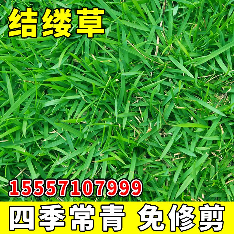 日本结缕草种子中华结缕草草籽四季长青矮生耐践踏足球场草坪种子
