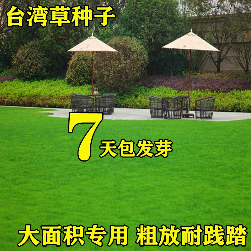 台湾2号草籽草坪种子结缕草矮生四季青种子台湾青草籽台湾草草种