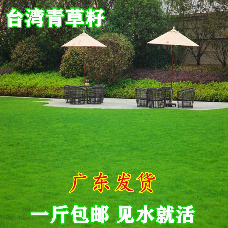 台湾2号草坪种子 结缕草种子矮生四季青草籽台湾青种子台湾草草种