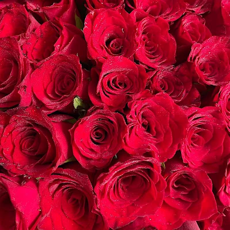 红玫瑰 火神 阳台盆栽月季庭院地栽耐寒耐旱抗病勤花切花玫