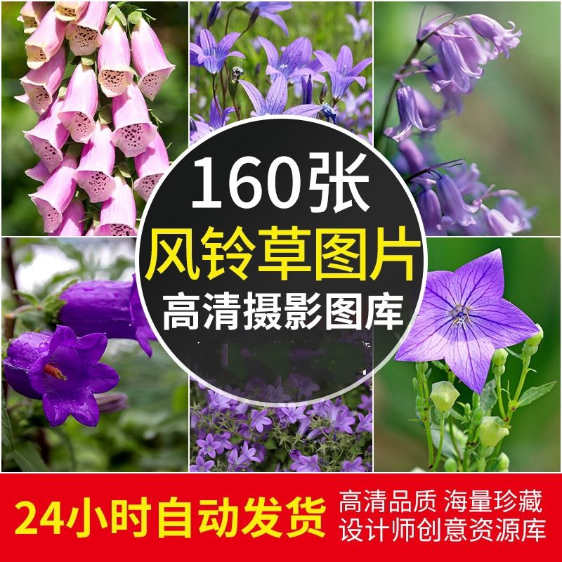 高清JPG素材风铃草图片观赏花卉植物摄影紫色花瓣清新唯美背景照