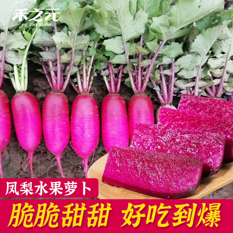 凤梨萝卜种子沙窝甜脆水果型种籽秋季蔬菜种孑红萝卜菜籽种紫美人