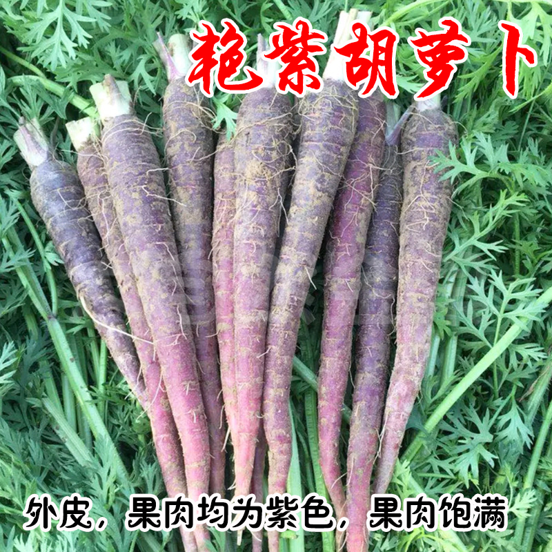 艳紫胡萝卜种子米克莱白色胡萝卜迷你胡萝卜玫瑰红胡萝卜阳台盆栽