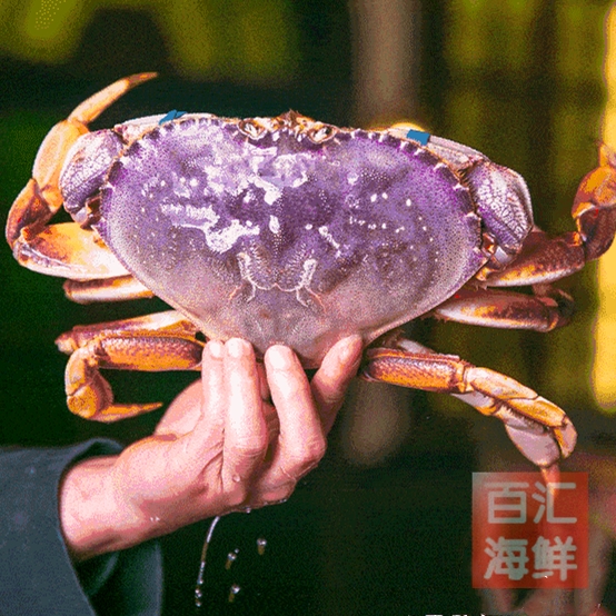 【鲜活珍宝蟹】1.3~1.5斤/只 大肉蟹活蟹海鲜水产姜葱炒蟹避风塘