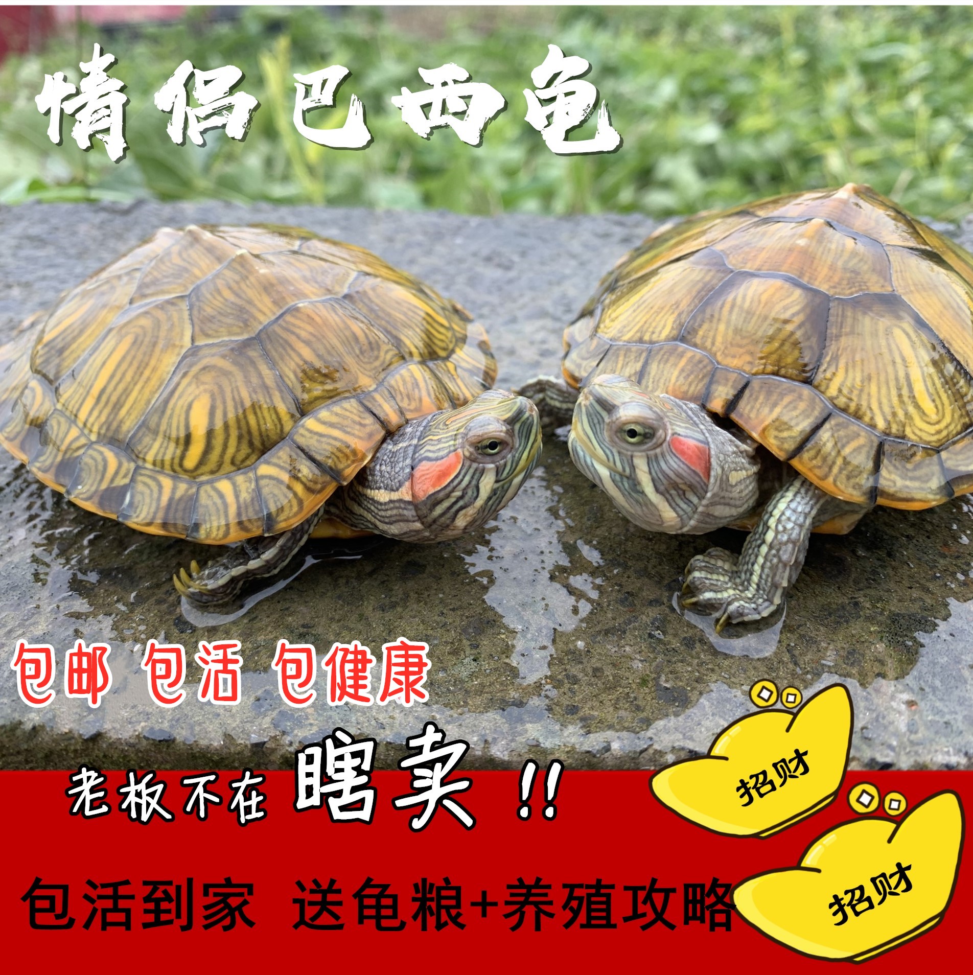 乌龟活体巴西红耳龟 大小彩龟宠物招财黄金龟长寿水龟外塘龟活物