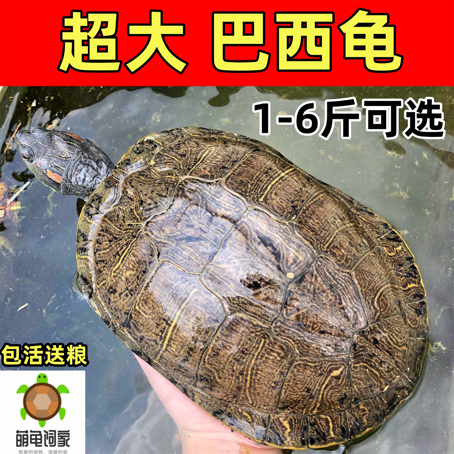 超大巴西乌龟活物 外塘繁殖种龟活体黄金巴西彩龟下蛋龟产蛋龟