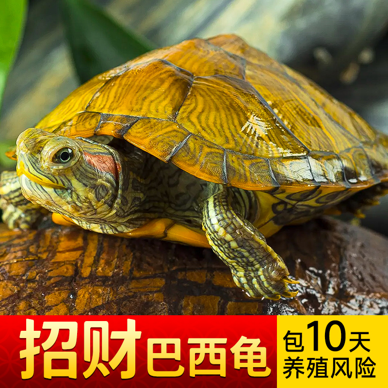 巴西龟小乌龟活物活体宠物龟长寿观赏龟绿色小彩龟水龟活物红耳龟