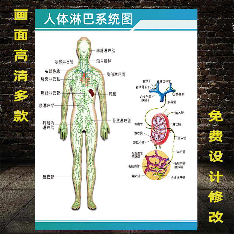 人体淋巴系统图淋巴结构图淋巴循环系统分布图海报人体解剖彩色图