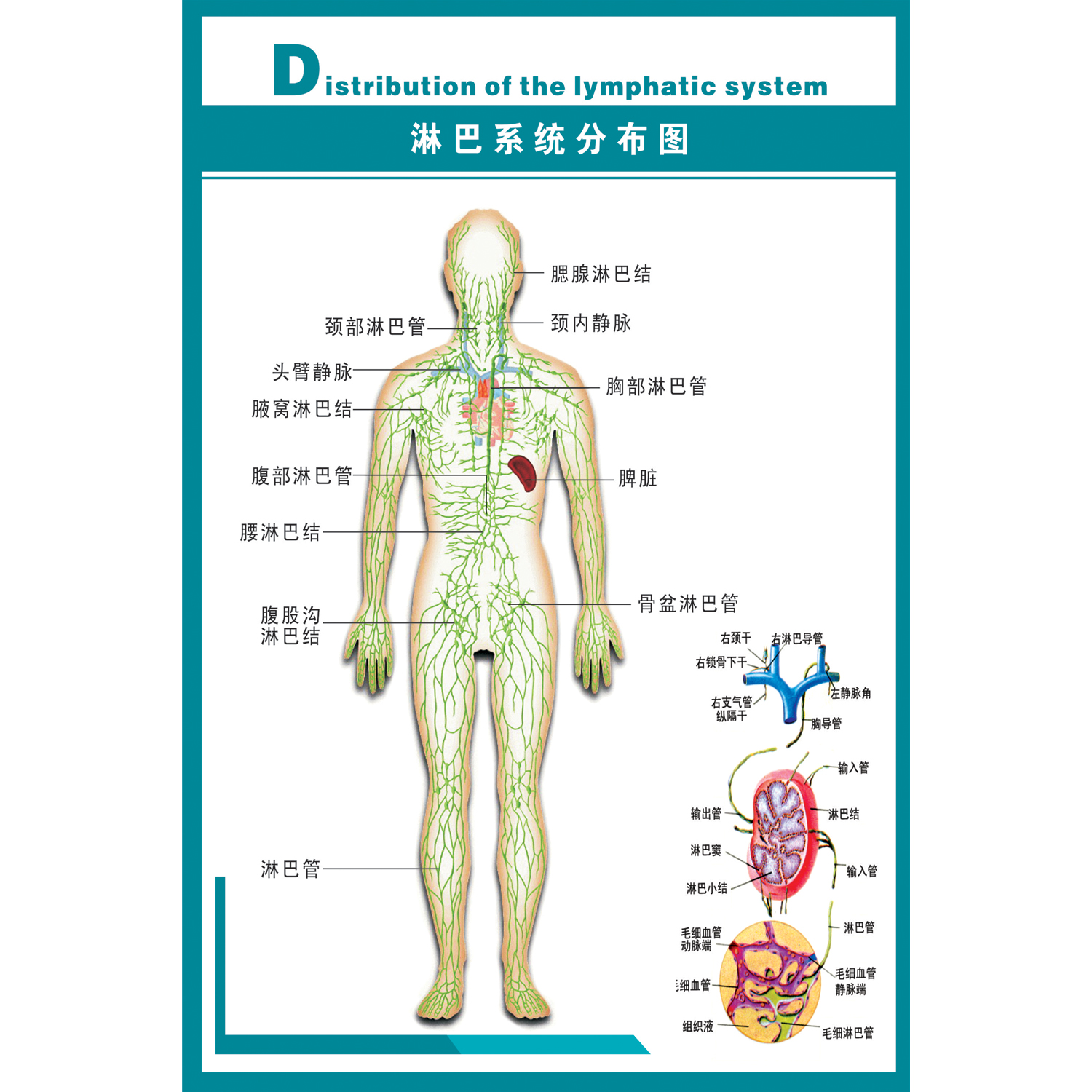 淋巴系统分布图知识挂图 人体医学解剖图解海报 健康诊疗宣传展板