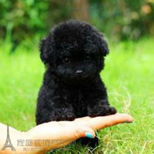 纯种黑色玩具泰迪熊黑色茶杯泰迪幼犬宠物狗支持上门p