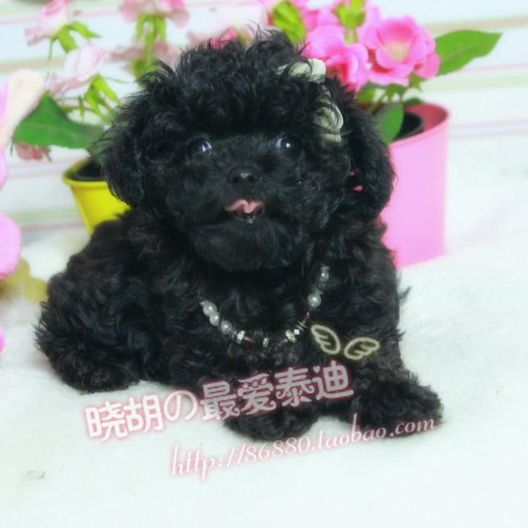【小胡】泰迪犬幼犬出售 黑色微小型泰迪活体小狗狗 活体宠物狗母