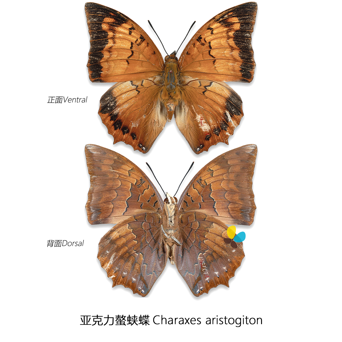 亚力螯蛱蝶charaxes aristogiton 展翅94~114mm中国产地