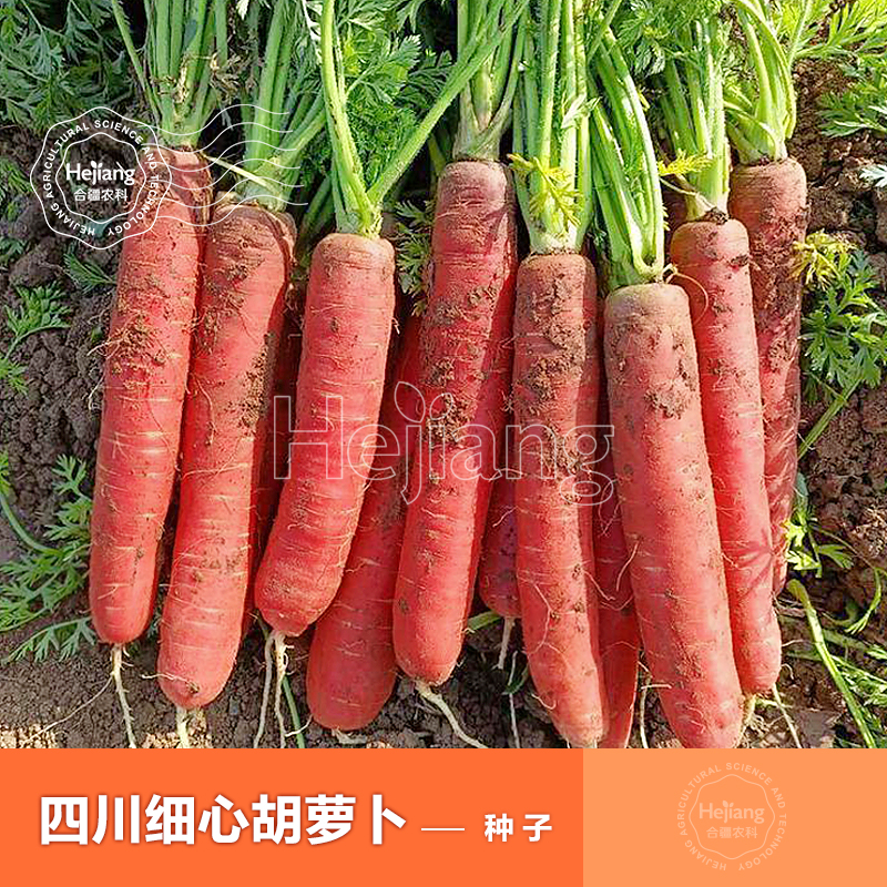 老品种细心红心水果胡萝卜种子红萝卜种籽耐热夏季蔬菜籽种孑大全