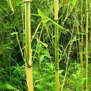 竹子的花语