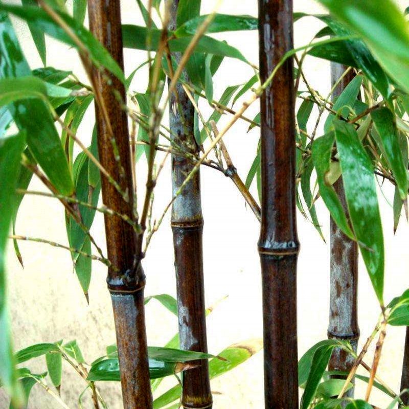竹子苗风景墙装饰紫竹苗 庭院绿化的竹子1.5米高箬竹金镶玉竹青竹