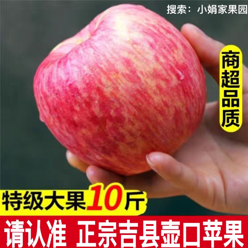 山西吉县苹果壶口苹果红富士新鲜脆甜正宗水晶红富士水果