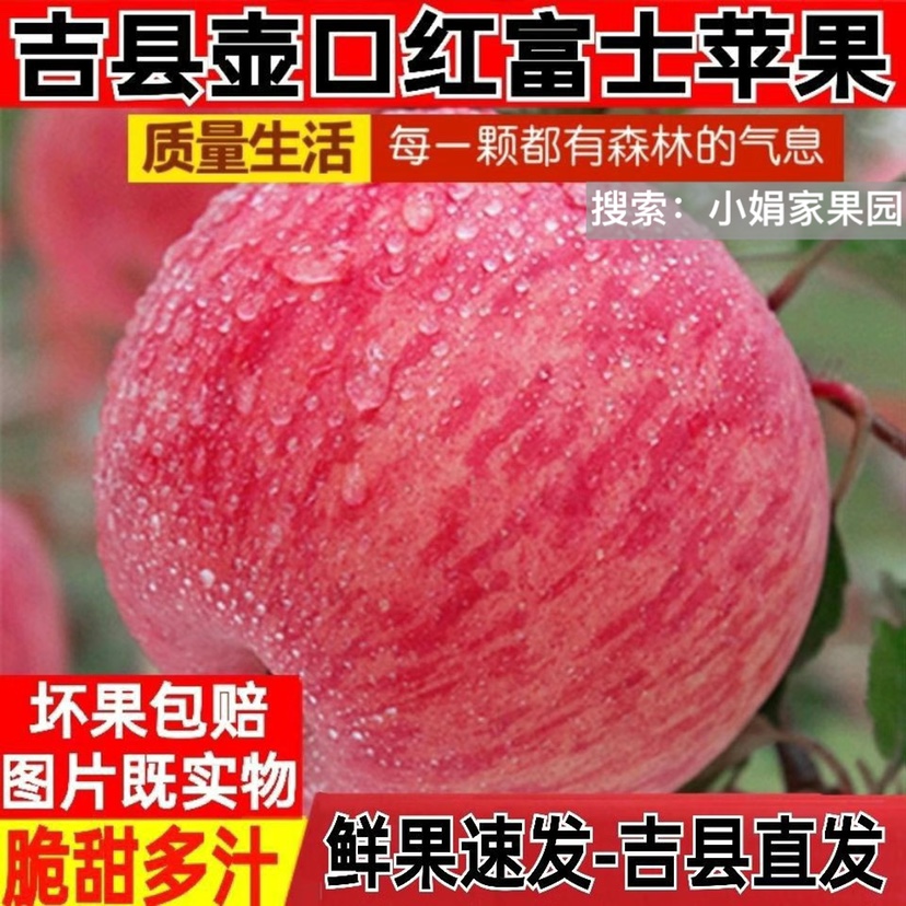 【今年新苹果】山西吉县苹果壶口苹果当季水果新鲜精品脆甜