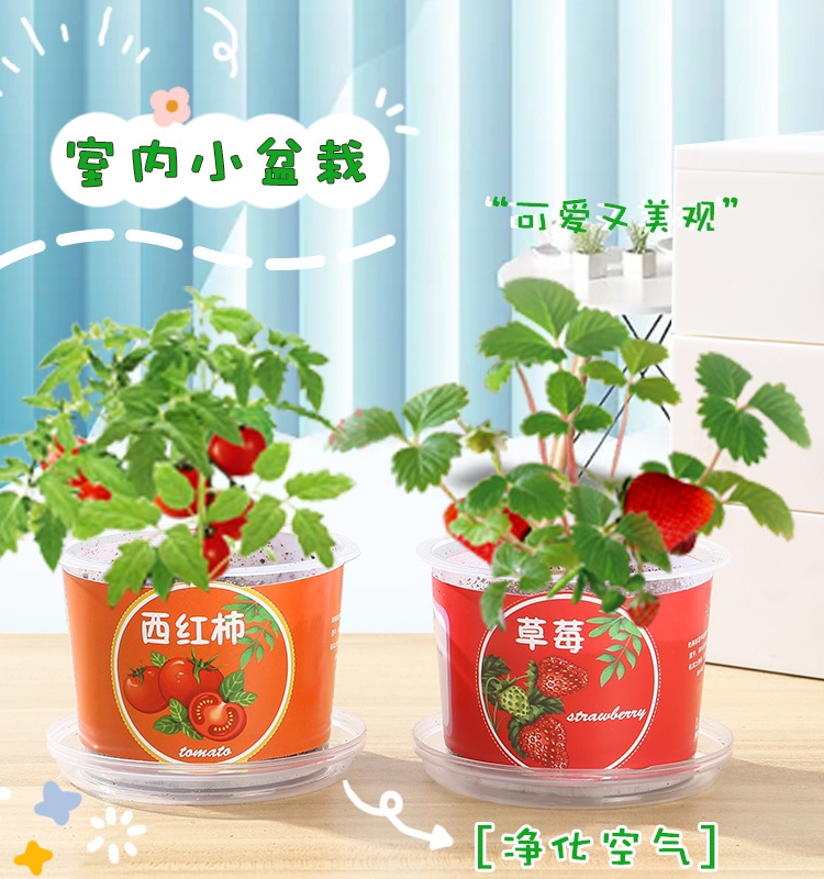 儿童种植小盆栽科学观察水果草莓宝宝迷你小花农植物盲盒发芽农场