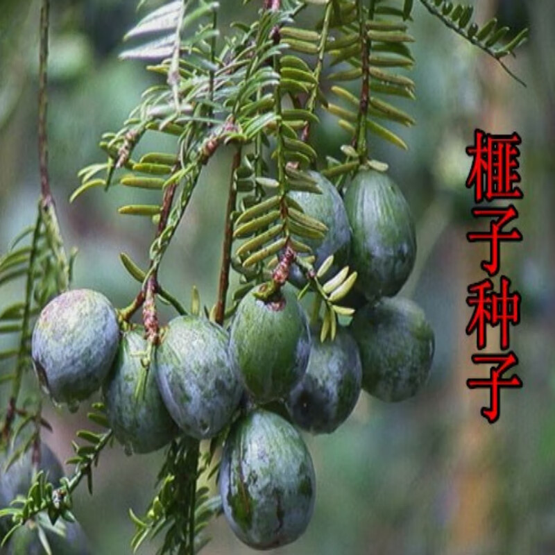 林木种子 香榧种子 榧子种子 三代果香榧树种子 材种子 一斤