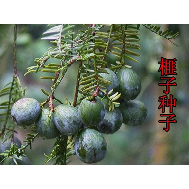 林木种子 香榧种子 榧子种子 三代果香榧树种子 材种子