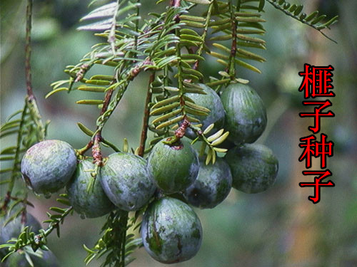林木种子 香榧种子 榧子种子 三代果香榧树种子 中药材种子