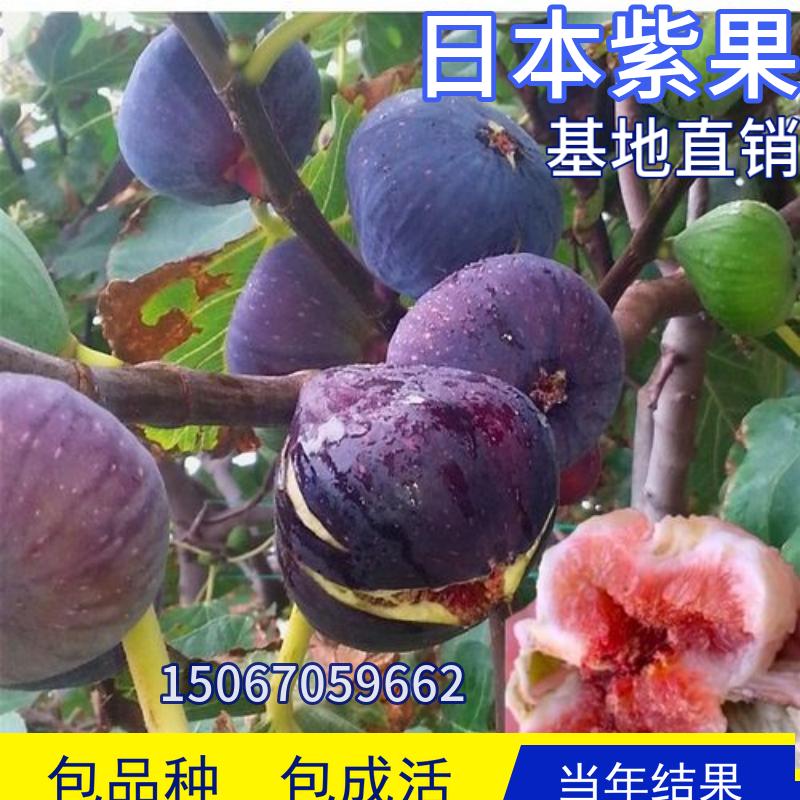 日本紫果无花果树果苗阳台盆栽南北方庭院地栽特大果树甜当年结果