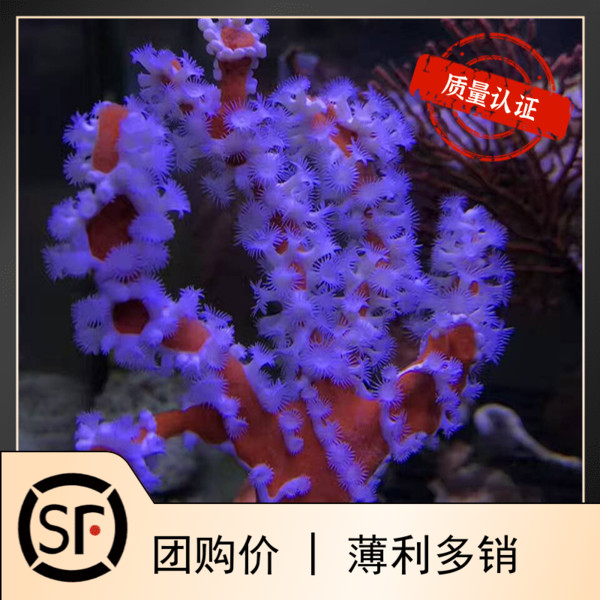 澳洲蜘蛛海绵 海水鱼小丑鱼活体珊瑚