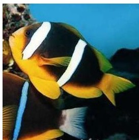 澳洲金双带 小丑鱼海水鱼观赏鱼公子小丑鱼活体珊瑚