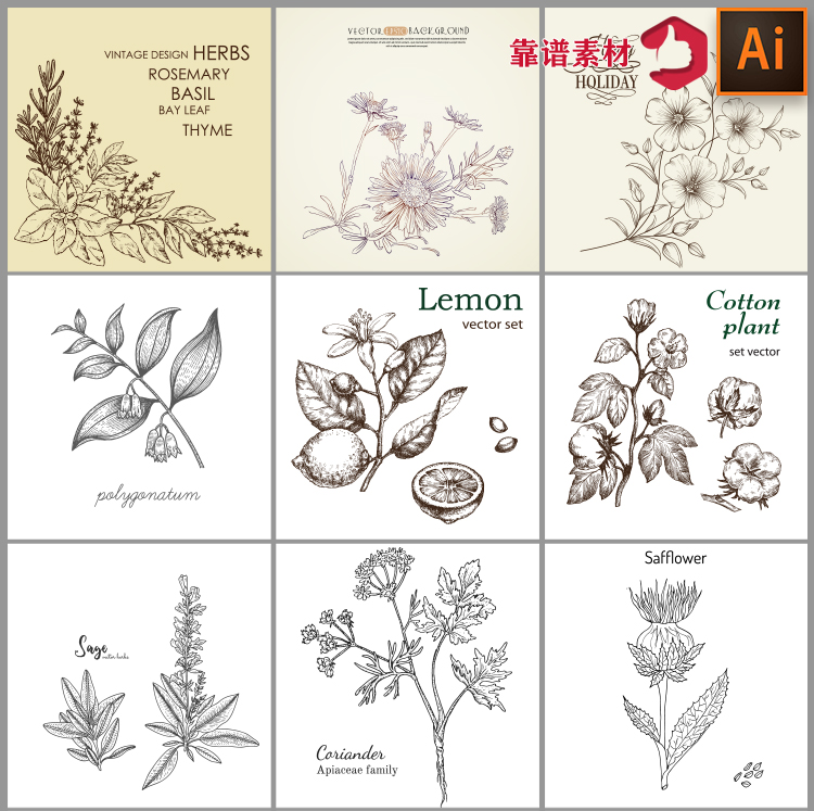黑白手绘素描速写树枝鲜花植物花中草药材香料矢量设计素材1815