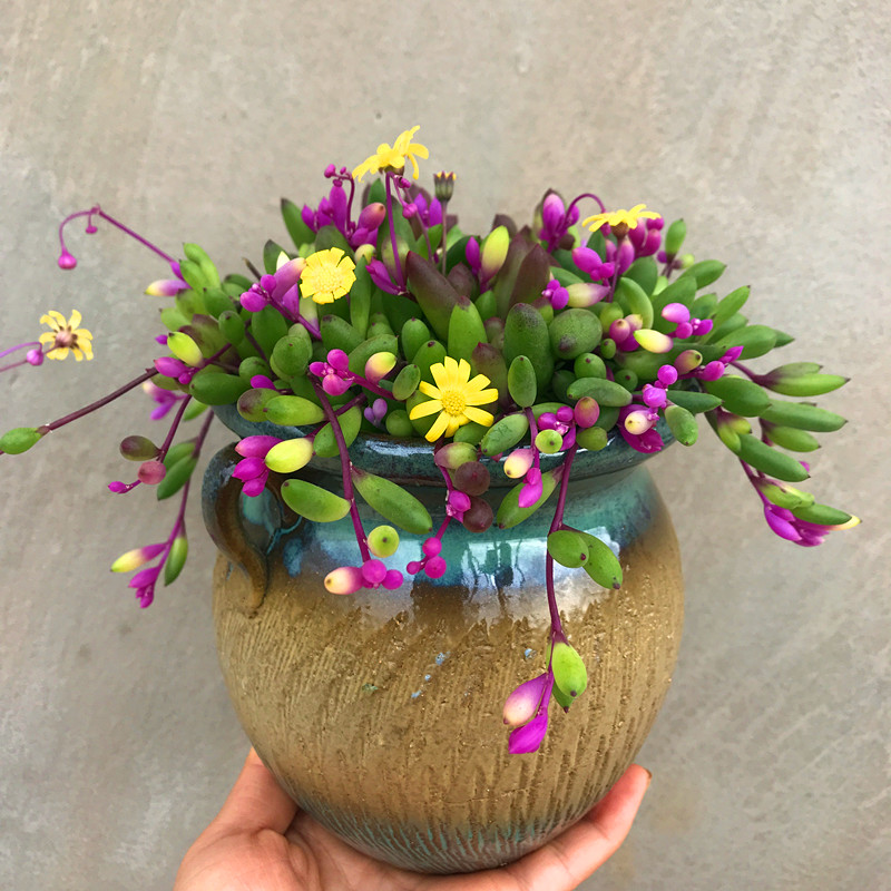 多肉植物【彩色紫玄月大盆】即将开花可吊兰装饰圆叶室内桌面花卉