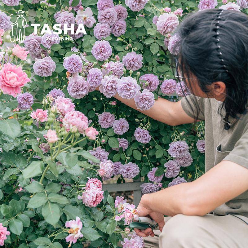 塔莎的花园月季小苗勤花藤本灌木玫瑰盆栽多年生果汁阳台蓝色阴雨