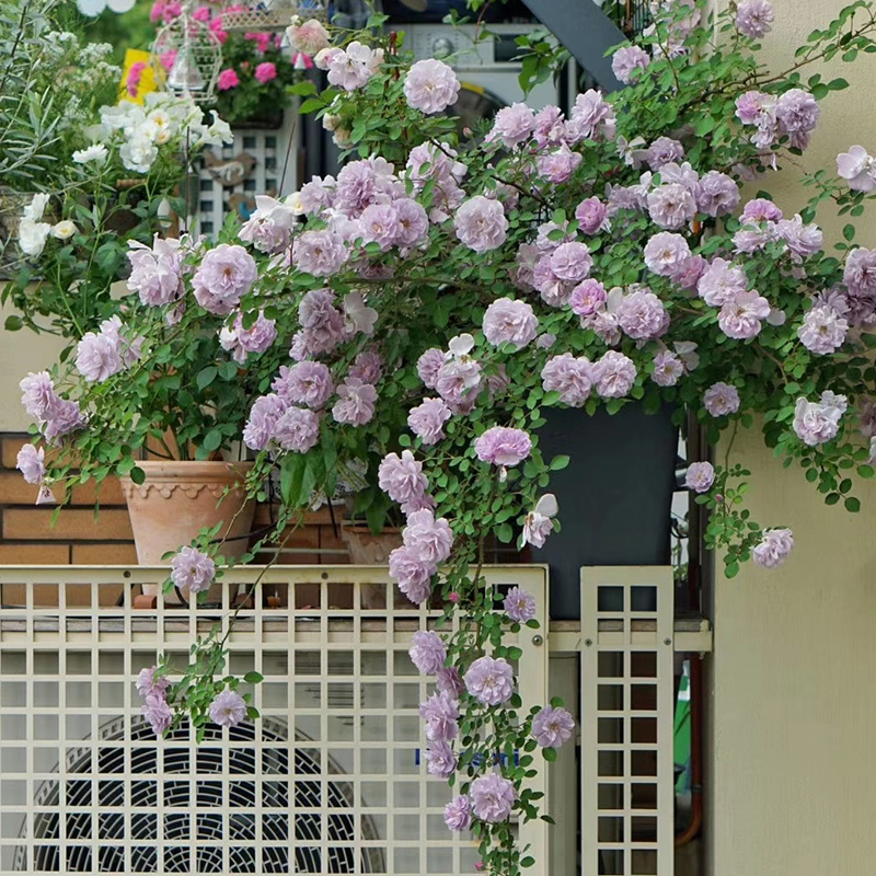 【月季0.8升盆】 天狼蓝色阴雨龙沙庭院阳台植物盆栽玫瑰花苗小苗