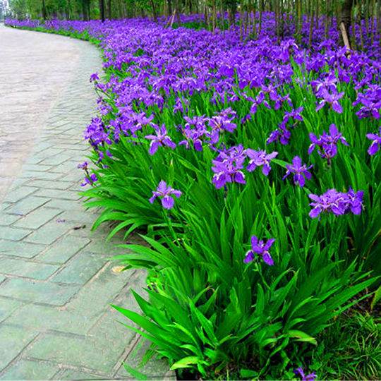 现货速发庭院道路绿化地被植物蝴蝶兰花苗盆栽蝴蝶兰蓝色的花V鸢