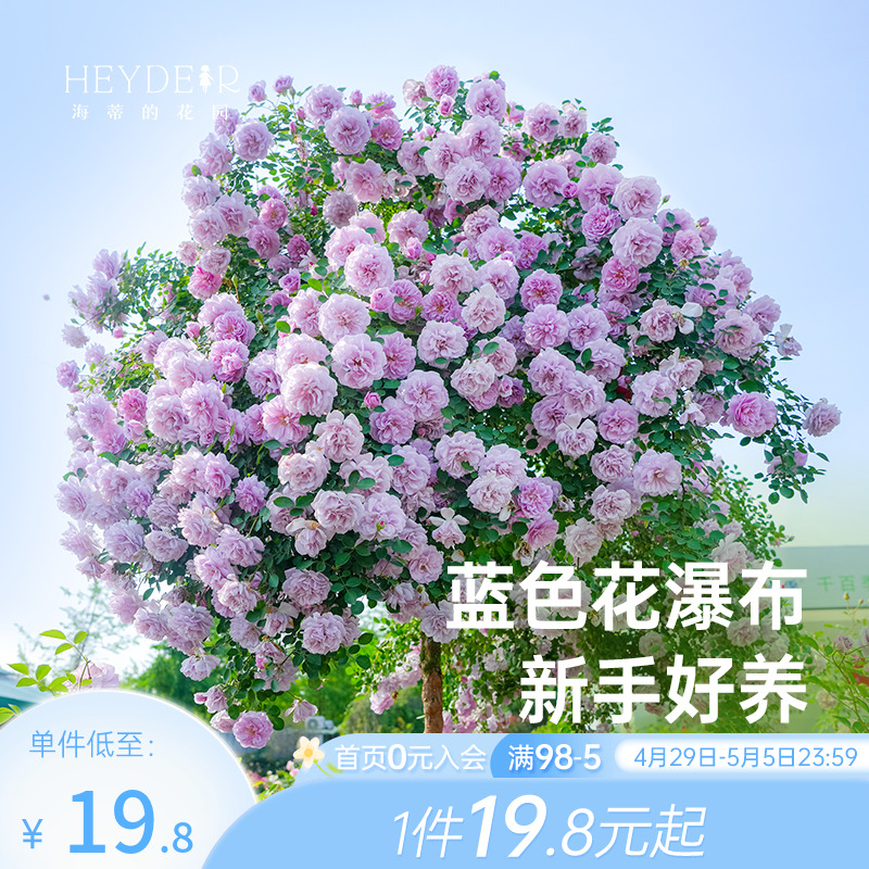 海蒂的花园月季花苗盆栽果汁阳台蓝色阴雨粉色龙沙宝石爬藤玫瑰花
