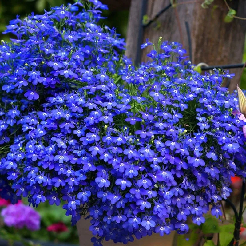半边莲盆栽六倍利蓝色清新唯美植物阳台庭院花卉花期长好养易爆盆