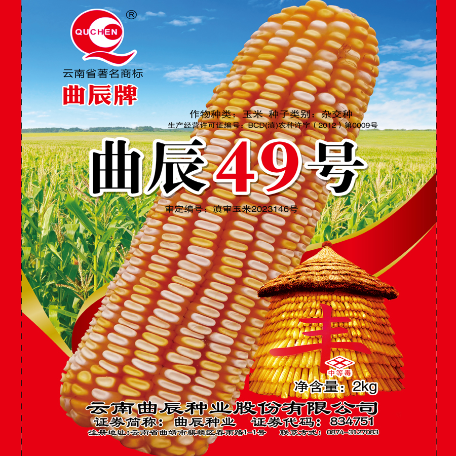 曲辰49号 黄白粒玉米品种 大穗大粒 产量高 抗病性好 2公斤/袋