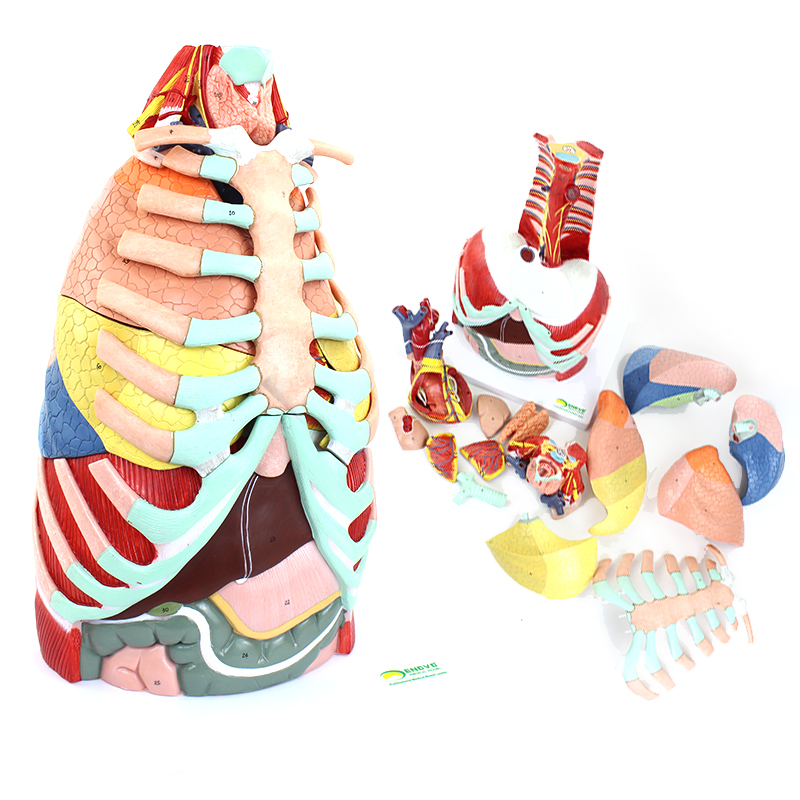 ENOVO医学用人体胸腔解剖模型肺解部心脏结构胸部thoracic cavity胸壁胸廓膈肌肉血管神经教学模型腹腔教具