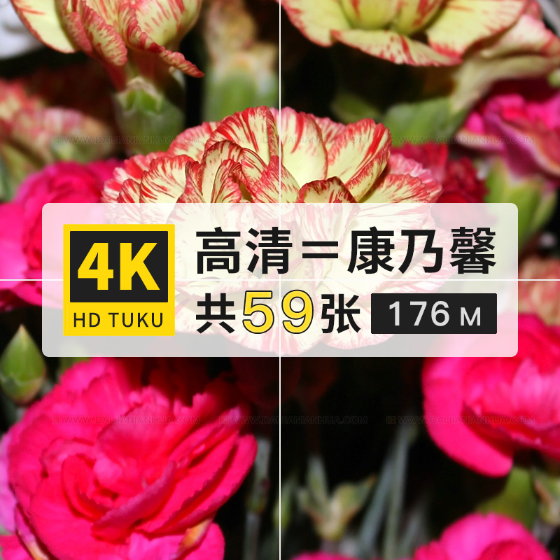 康乃馨石竹科植物花朵图片素材4K高清图库壁纸ps设计绘画插画参考