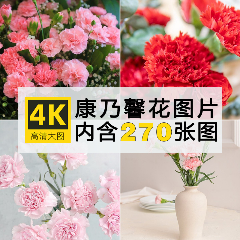4K高清图库康乃馨图片母亲节唯美花卉花朵植物背景壁纸摄影ps素材