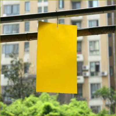 25*15cm双面粘虫纸 植物绿色环保防虫黄板 黄色诱杀粘虫板 诱虫板