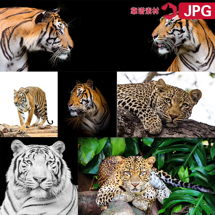 老虎豹子动物装饰画高清图片设计素材