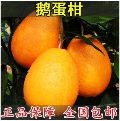甜橙苖 锦橙苖 鹅蛋柑树苖 锦橙树苖 当年结果鹅蛋柑橘苖当年结果
