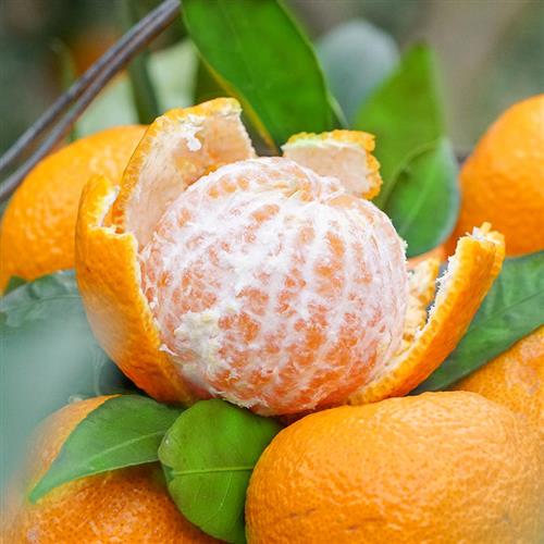 黄果柑橘子当季新鲜时令水果整箱桔包邮善品公社