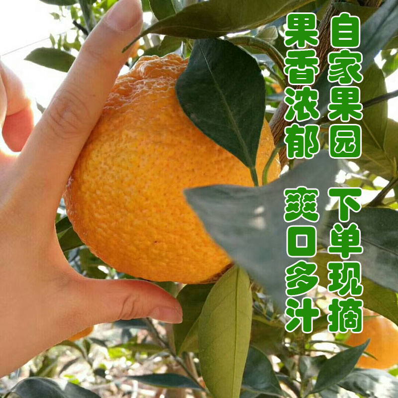 四川汉源石棉黄果柑青果柑橘当季水果桔子现摘发货